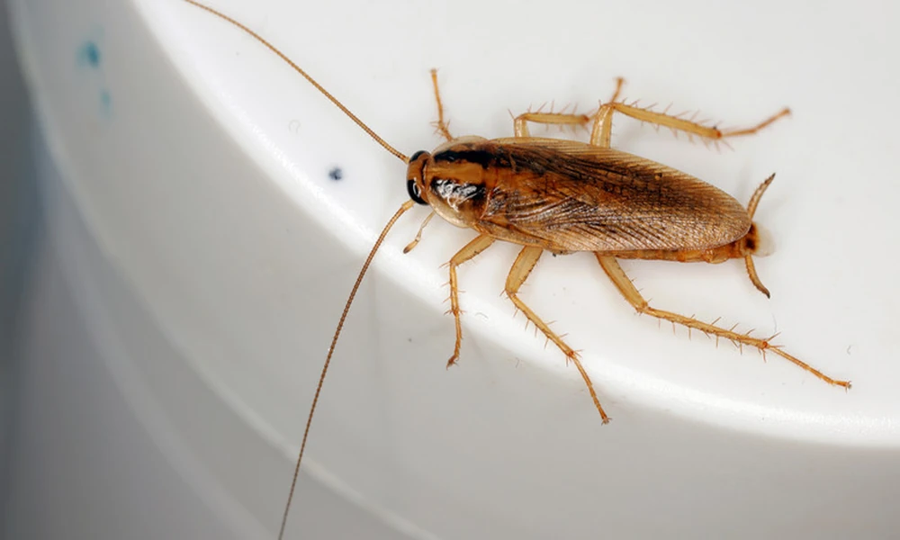 Keeping German Cockroaches Out of Your Springfield Kitchen